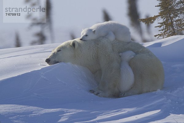 Eisbär  Ursus maritimus  Nordamerika  Jungtier  Kanada  Hudson Bay  Manitoba  Wapusk National Park