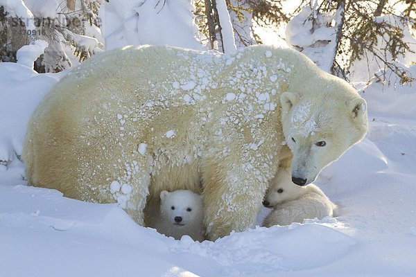 Eisbär  Ursus maritimus  Nordamerika  Jungtier  Kanada  Hudson Bay  Manitoba  Wapusk National Park