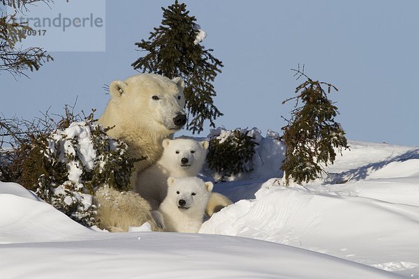 Eisbär  Ursus maritimus  Nordamerika  Jungtier  Kanada  Hudson Bay  Manitoba  Wapusk National Park