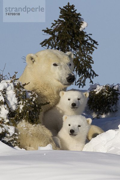 Eisbär  Ursus maritimus  Nordamerika  Jungtier  Kanada  Hudson Bay  Manitoba  Wapusk National Park