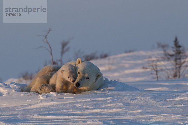 Eisbär  Ursus maritimus  Nordamerika  Kanada  junges Raubtier  junge Raubtiere  Hudson Bay  Manitoba  Wapusk National Park