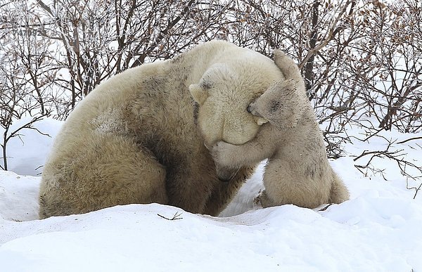 Eisbär  Ursus maritimus  Nordamerika  Kanada  junges Raubtier  junge Raubtiere  Hudson Bay  Manitoba  Wapusk National Park