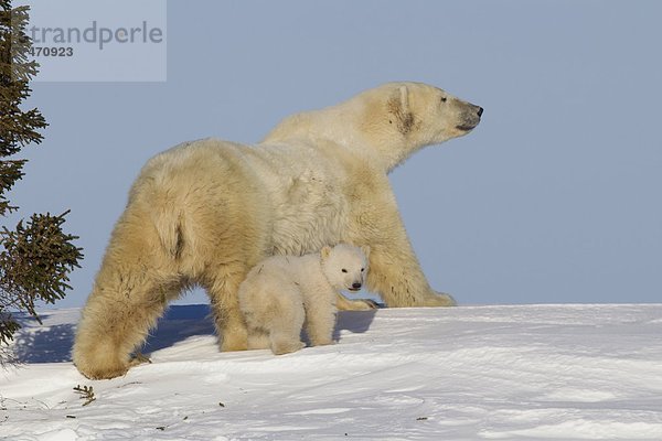 Eisbär  Ursus maritimus  Nordamerika  Kanada  junges Raubtier  junge Raubtiere  Hudson Bay  Manitoba  Wapusk National Park