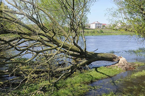 nahe  Glasfaser  Europa  Baum  Fluss  Dorf  Eurasien  Biber  Polen