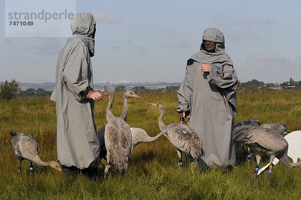 Europa  Großbritannien  Menschliche Eltern  jung  1  Eurasien  England  picken  Somerset