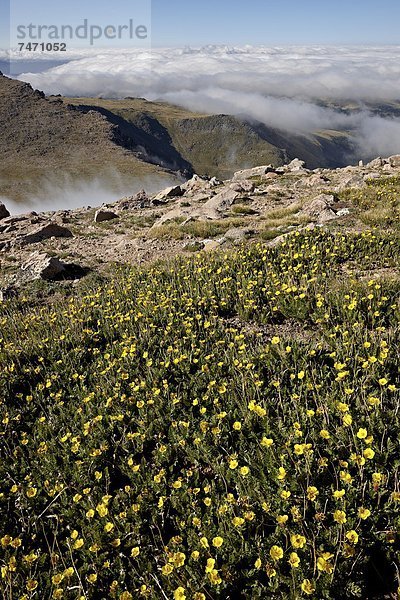 Vereinigte Staaten von Amerika  USA  Wolke  über  Berg  Nordamerika  Colorado  Mount evans