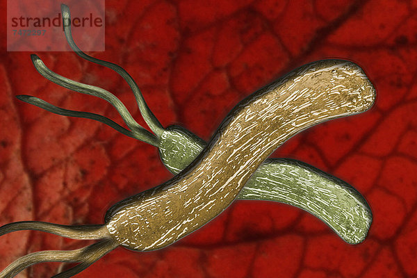 Illustration von bunten Mikroben