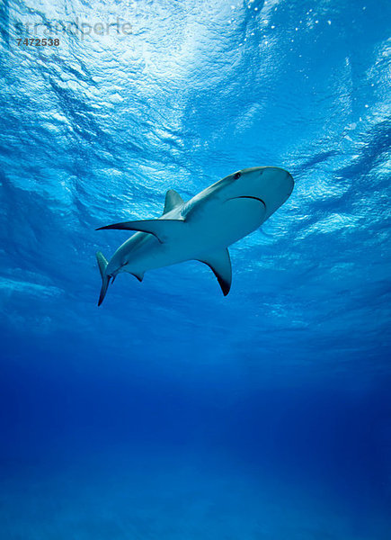 Riffhaie schwimmen unter Wasser