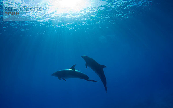 Delphine schwimmen unter Wasser