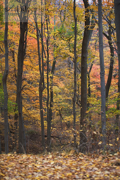 Bäume im Herbstwald