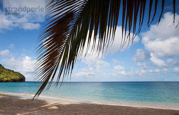Palme hängt über tropischem Strand