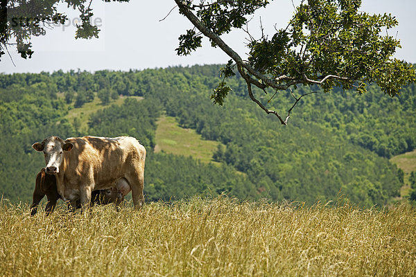 Vereinigte Staaten von Amerika  USA  Arkansas