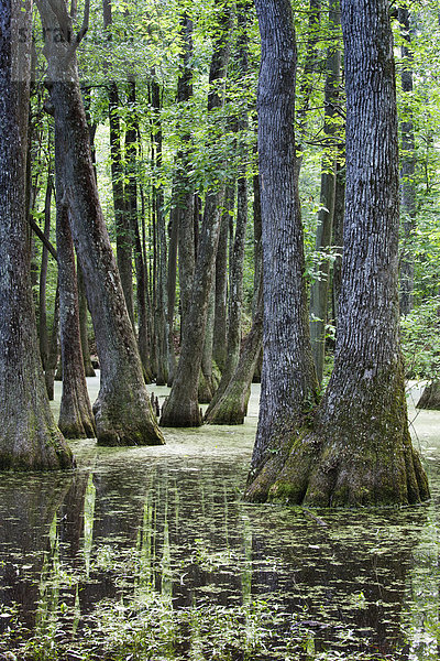 Vereinigte Staaten von Amerika  USA  Mississippi