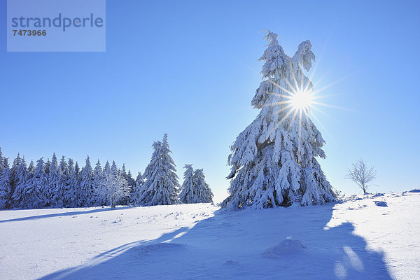 Nadelbaum  bedecken  Baum  Bayern  Deutschland  Schnee  Sonne
