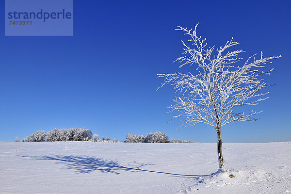 Winter  bedecken  Baum  Deutschland  Hessen  Ahorn  Schnee