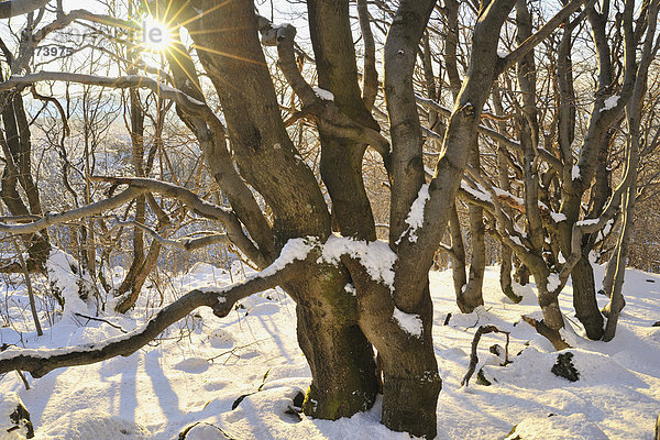 Winter  Sonnenuntergang  Wald  Buche  Buchen  Bayern  Deutschland  Kreuzberg