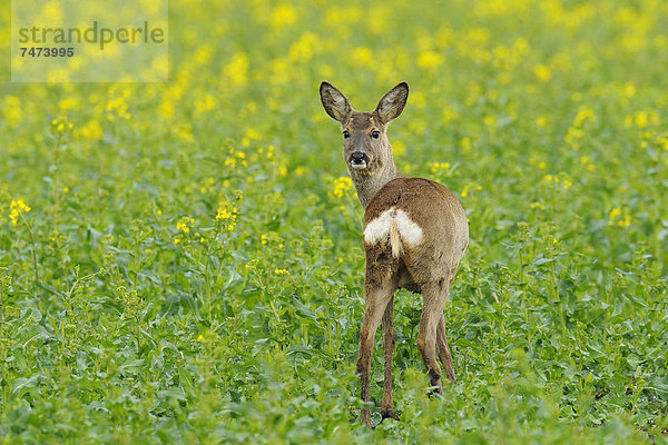 europäisch  Feld  Canola  Hirsch  Deutschland  Hessen