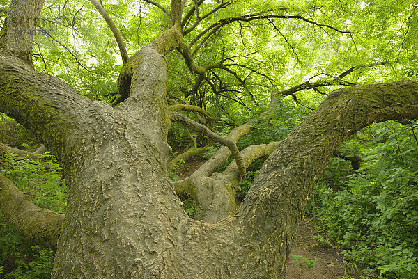 Baum  Deutschland  Hessen
