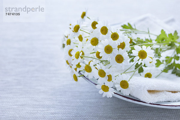 Camomile Flowers