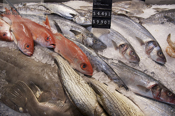 Fisch Pisces Frische Eis Vielfalt Kanada Ontario Toronto