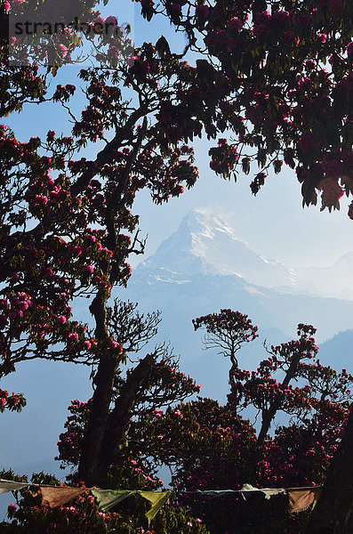 Hügel  Annapurna  Nepal  Rhododendron