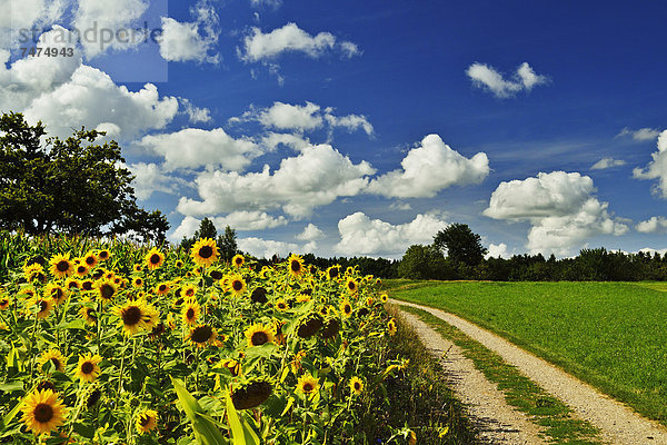 Sonnenblume  helianthus annuus  Baden-Württemberg  Schwarzwald  Deutschland