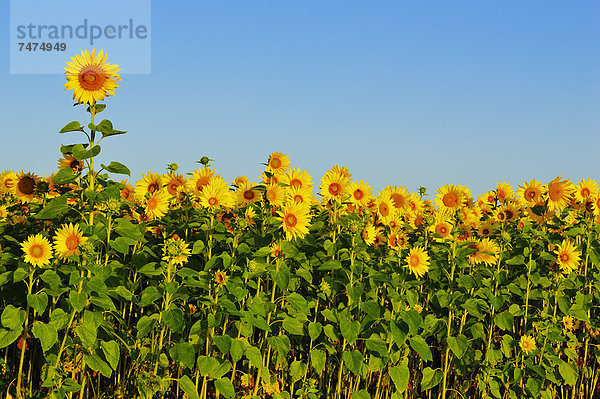 Sonnenblume  helianthus annuus  Baden-Württemberg  Schwarzwald  Deutschland