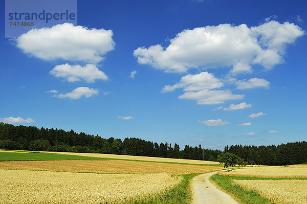 Baden-Württemberg  Schwarzwald  Deutschland