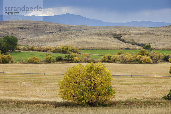 Vereinigte Staaten von Amerika  USA  Weide  Weideland  Wyoming