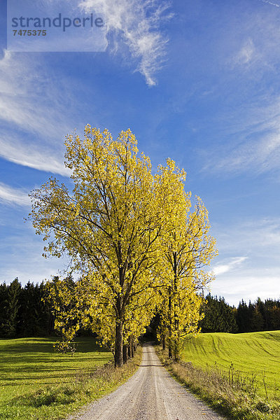 Baden-Württemberg  Schwarzwald  Deutschland