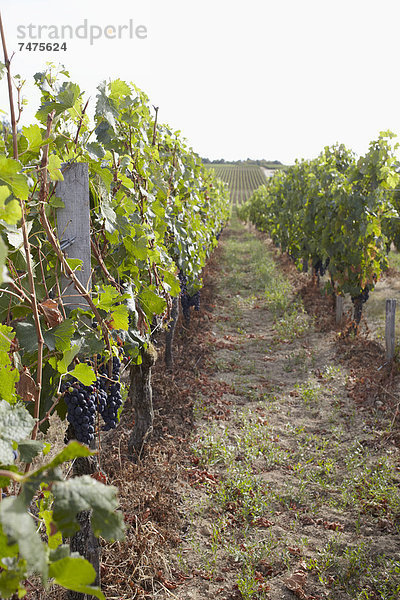 Frankreich  Aquitanien  Gironde