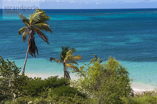Karibik  Aruba  Kleine Antillen