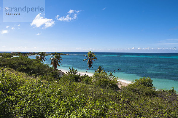 Landschaftlich schön  landschaftlich reizvoll  Baum  Küste  Karibik  Aruba  Kleine Antillen