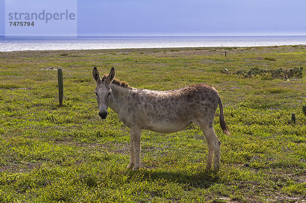 Niederländische Antillen  Aruba