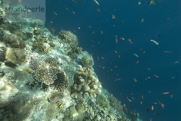 Fisch  Pisces  klein  Unterwasseraufnahme  Ansicht  schwimmen  nähern  Mikronesien  Palau  Riff Fisch unterwasser