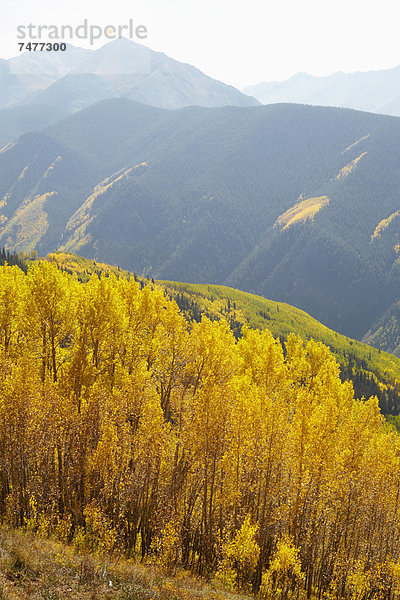 Espe  Populus tremula  Baum  Landschaft  Herbst