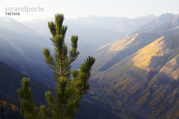 Berg  Baum  Landschaft  Kiefer  Pinus sylvestris  Kiefern  Föhren  Pinie  Fokus auf den Vordergrund  Fokus auf dem Vordergrund