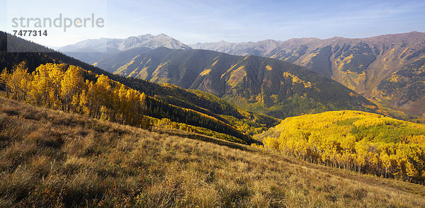 Espe  Populus tremula  Berg  Baum  gelb  Landschaft