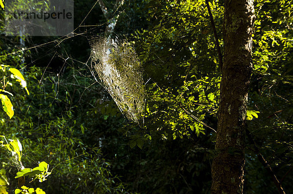 Spinnennetz im Gegenlicht  Wald  Nordthailand  Thailand  Asien