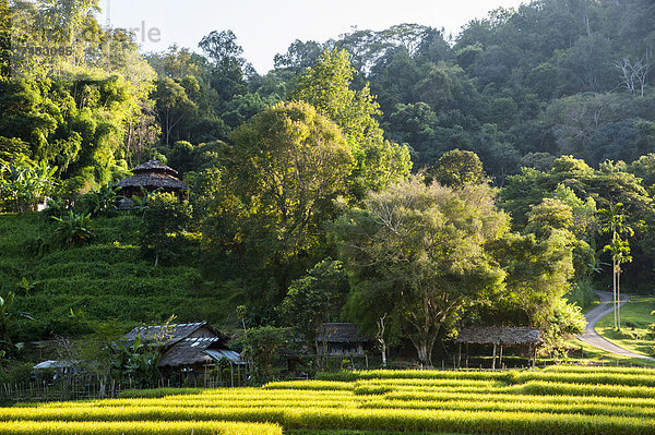 Alte Hütten  Reisfelder  Nordthailand  Thailand  Asien
