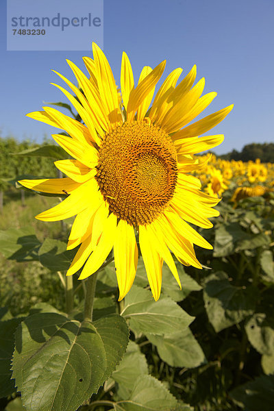 Feld mit Sonnenblumen (Helianthus annuus)