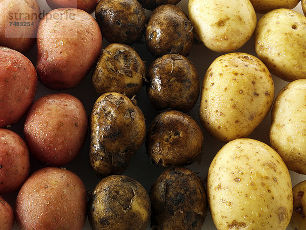 Verschiedene Kartoffelsorten  frische Kartoffeln