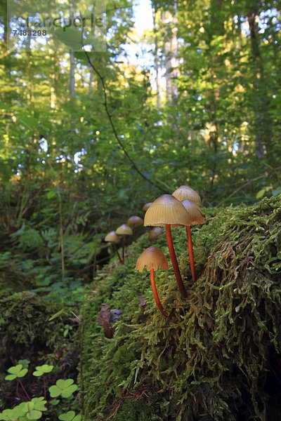 Rosablättriger Helmling (Mycena galericulata)  Pilzgruppe im Wald