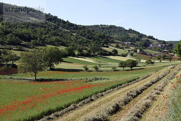 Landwirtschaftsgebiet in der Nähe von Peyre  Millau  Parc Naturel Regional des Grands Causses  Regionaler Naturpark Grands Causses  Aveyron  Midi Pyrenees  Frankreich  Europa