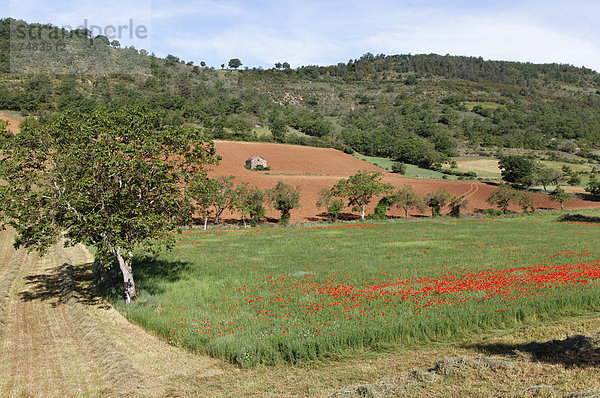 Landwirtschaftsgebiet in der Nähe von Peyre  Millau  Parc Naturel Regional des Grands Causses  Regionaler Naturpark Grands Causses  Aveyron  Midi Pyrenees  Frankreich  Europa