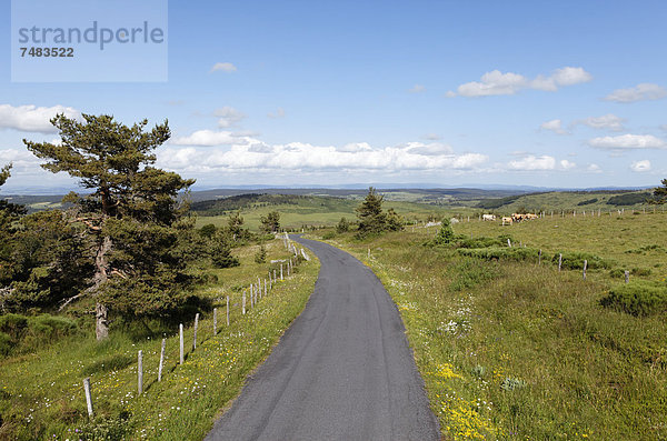 Landstraße in der Nähe von Grandrieu  GÚvaudan  Margeride  LozÞre  Frankreich  Europa