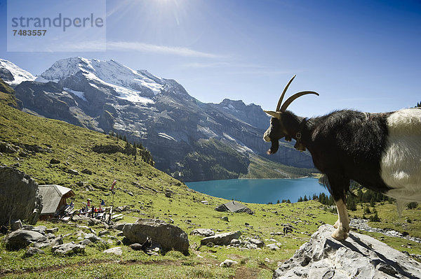 Ziege Capra aegagrus hircus Europa Berner Oberland Kandersteg Schweiz Kanton Bern