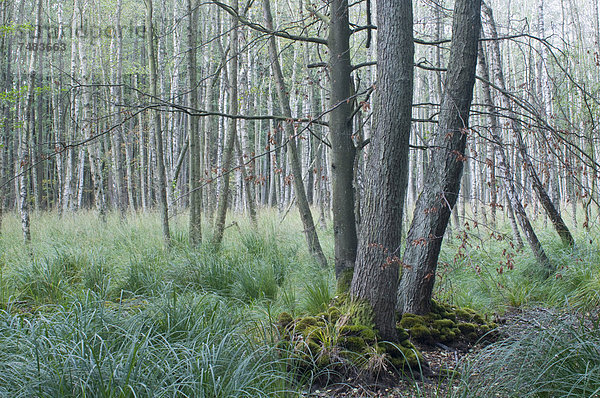Darßwald  Schwarzerle (Alnus glutinosa)  Birken (Betula pendula)  Mecklenburg-Vorpommern  Deutschland  Europa