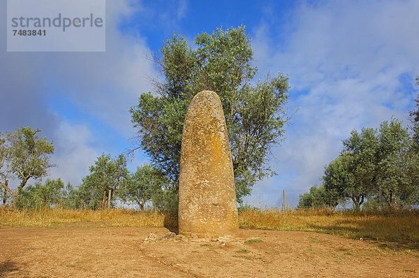Menhir dos Almendres  megalithischer Steinkreis  _vora  Alentejo  Portugal  Europa