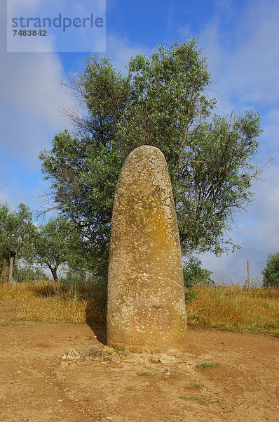 Menhir dos Almendres  megalithischer Steinkreis  _vora  Alentejo  Portugal  Europa
